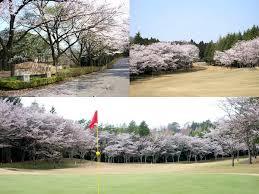 紫塚　桜